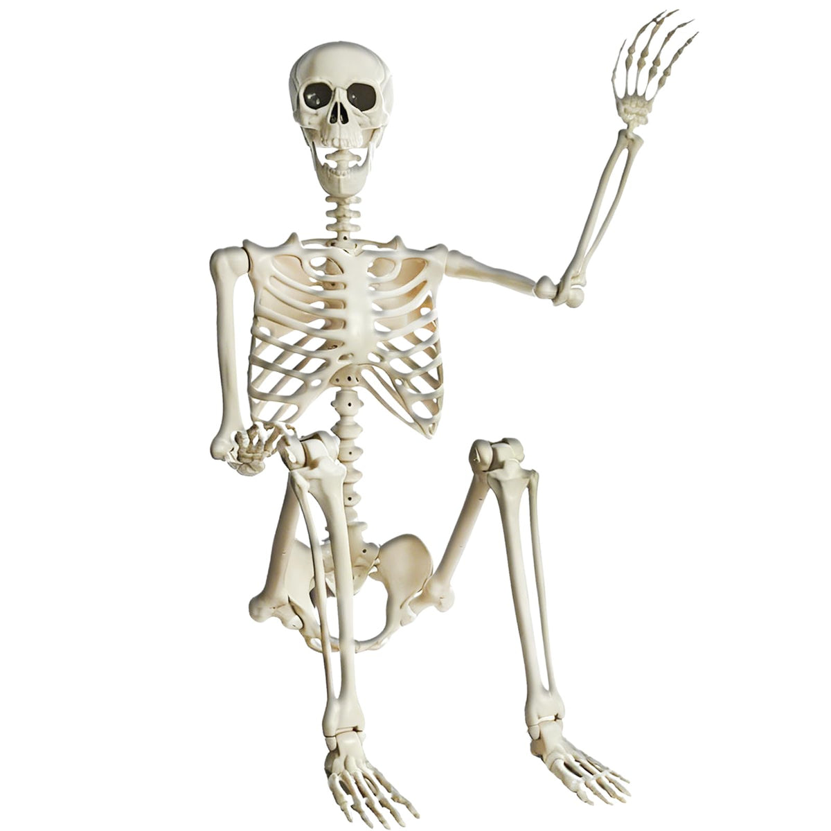 5.4FT Posable Halloween Skeleton with Movable Joints V56315